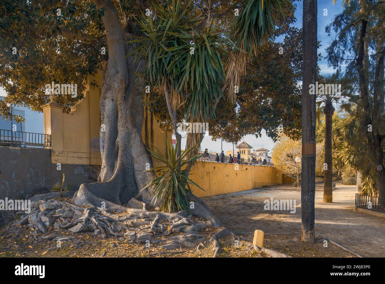 Molte grandi radici esterne delimitate nel grande letto di eucalipto nel famoso Parco Giardino Malecon nella capitale della regione di Murcia, Spagna, Europa. Foto Stock