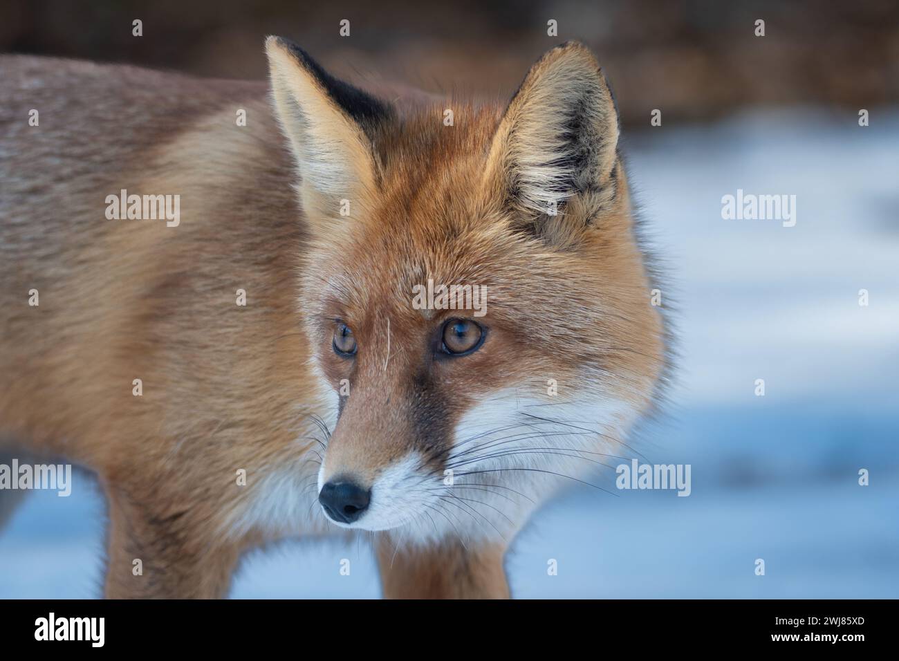 Immagine di una curiosa volpe rossa che guarda con molta attenzione per osservare qualsiasi movimento di una potenziale preda. Foto Stock
