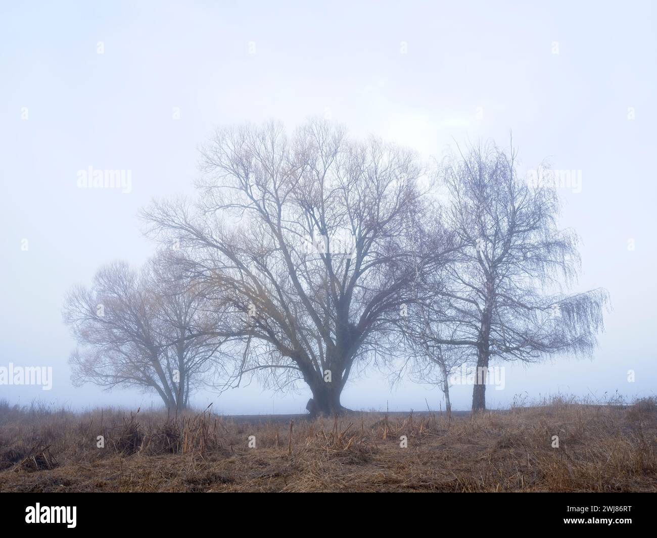 Una foto paesaggistica di tre alberi in una mattinata nebbiosa a Liberty Lake, Washington. Foto Stock