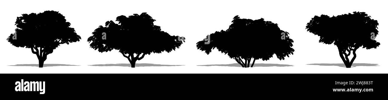 Set o collezione di alberi di legno di legno di seme giapponesi con una silhouette nera su sfondo bianco. Illustrazione concettuale o concettuale 3D per natura, pianeta, ecologia Foto Stock