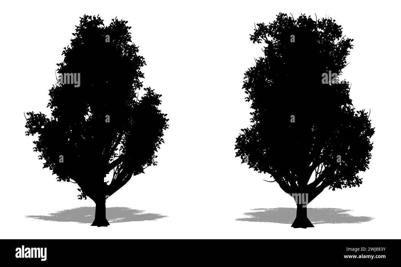 Set o collezione di alberi di Stewartia coreani con una silhouette nera su sfondo bianco. Illustrazione concettuale o concettuale in 3D per natura, pianeta, ecolo Foto Stock