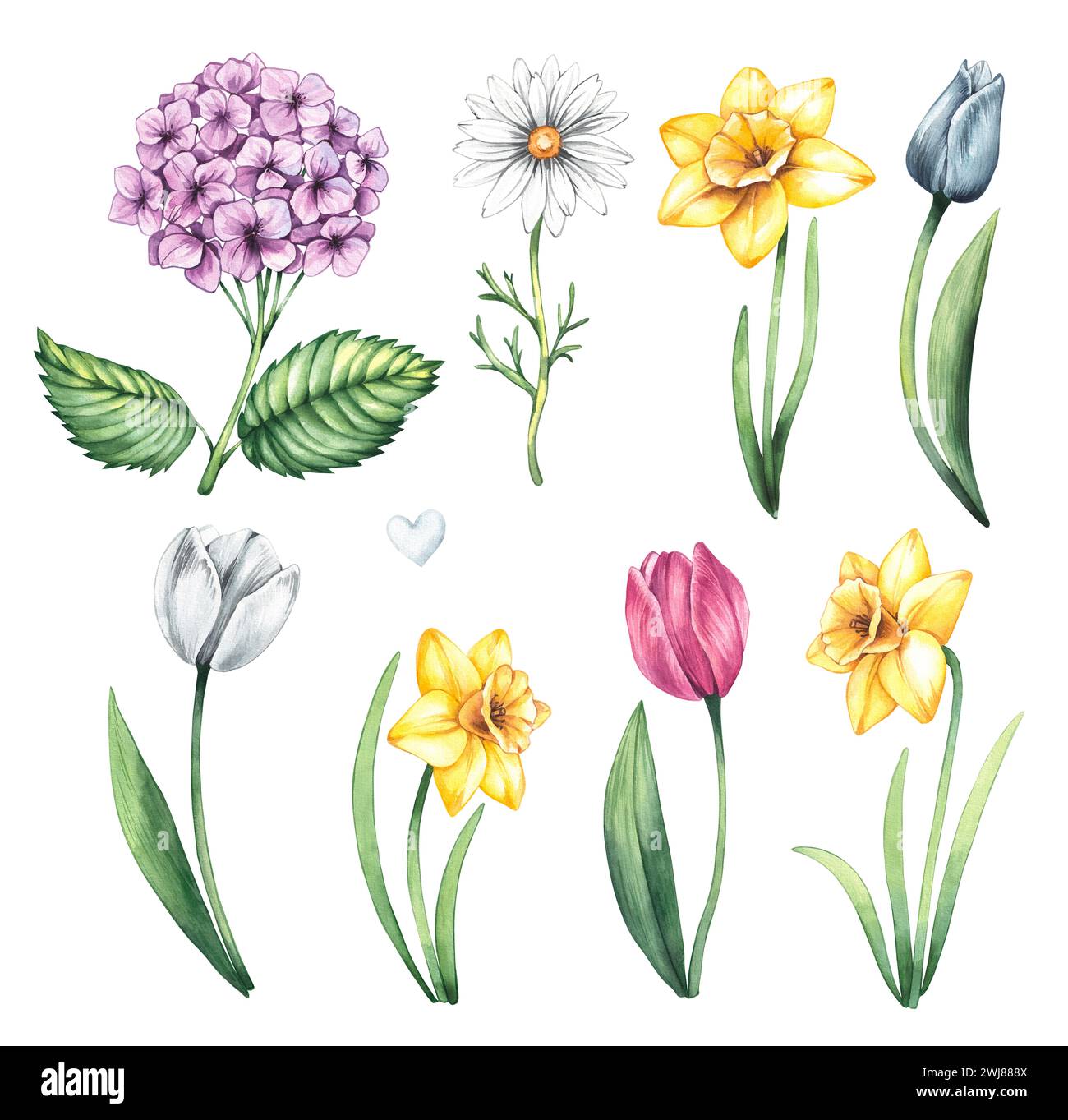 Serie di illustrazioni primaverili ad acquerello con fiori di tulipani, ortensie, narcisi, erba. Illustrazioni isolate delle fattorie primaverili su sfondo bianco. Carino ha Foto Stock