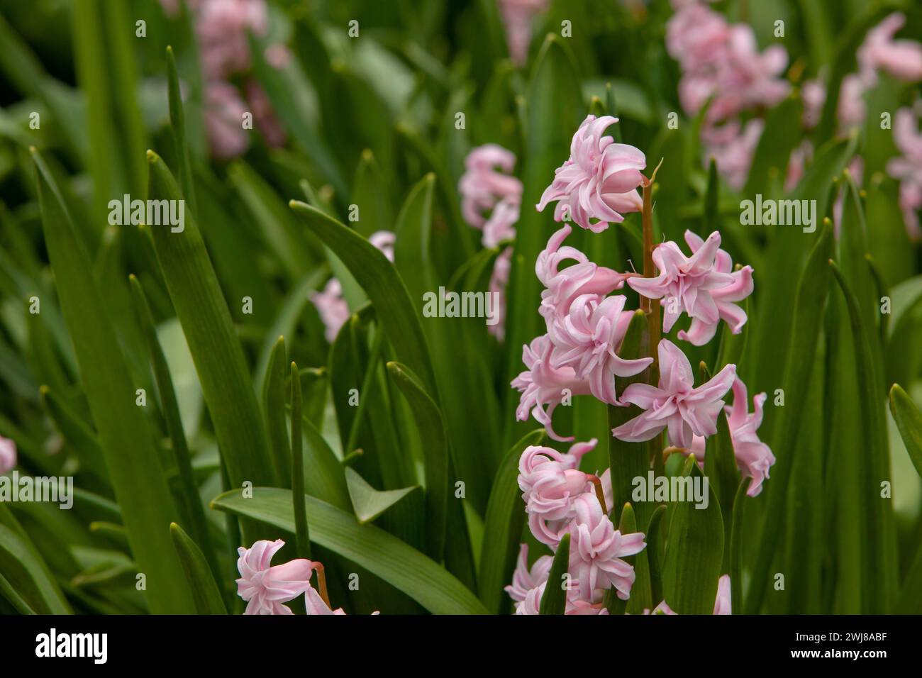 Fiore di Giacinto rosa nel giardino domestico. Sfondo floreale primaverile. Biglietto d'auguri. Messa a fuoco selettiva, copia spazio. Foto Stock