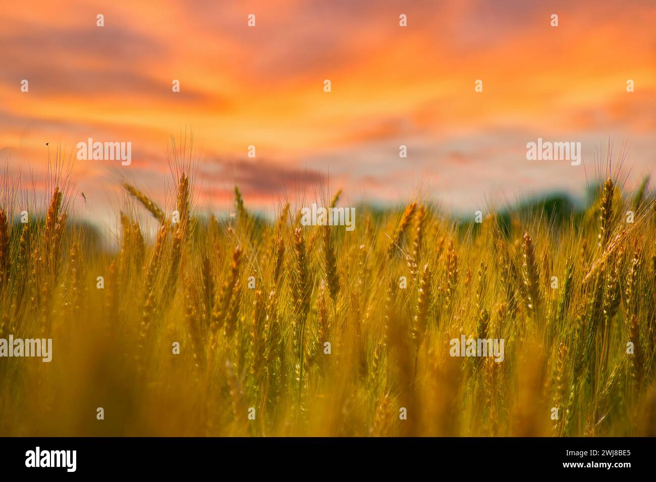 Un cielo dai colori vivaci illumina un vasto campo di grano Foto Stock