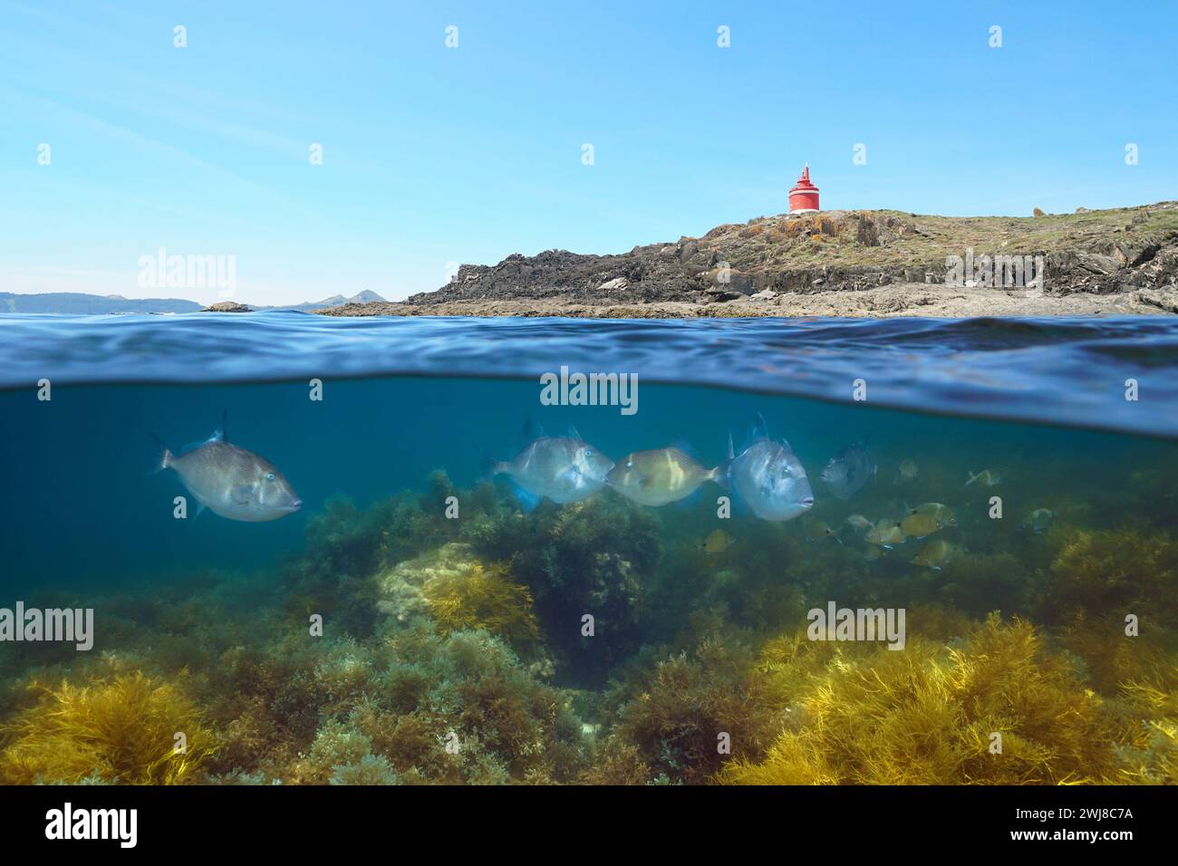Costa rocciosa con un faro e pesci con alghe sott'acqua nell'oceano Atlantico, vista divisa a metà sulla superficie e sott'acqua, scenario naturale, Spagna Foto Stock