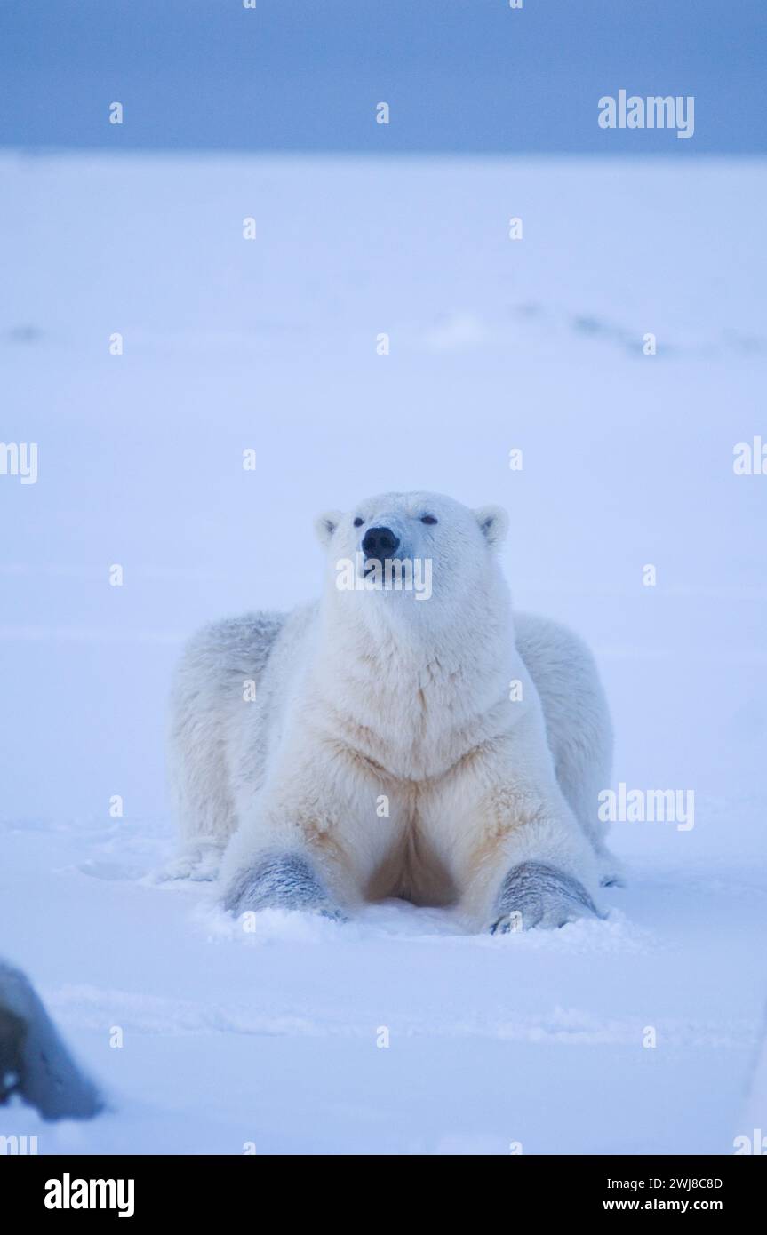 Orso polare, Ursus maritimus cinghiale in un iarda di ossa più spessa, quindi dirigiti su un'isola barriera sulla costa artica in attesa del congelamento dell'oceano ANWR Alaska Foto Stock