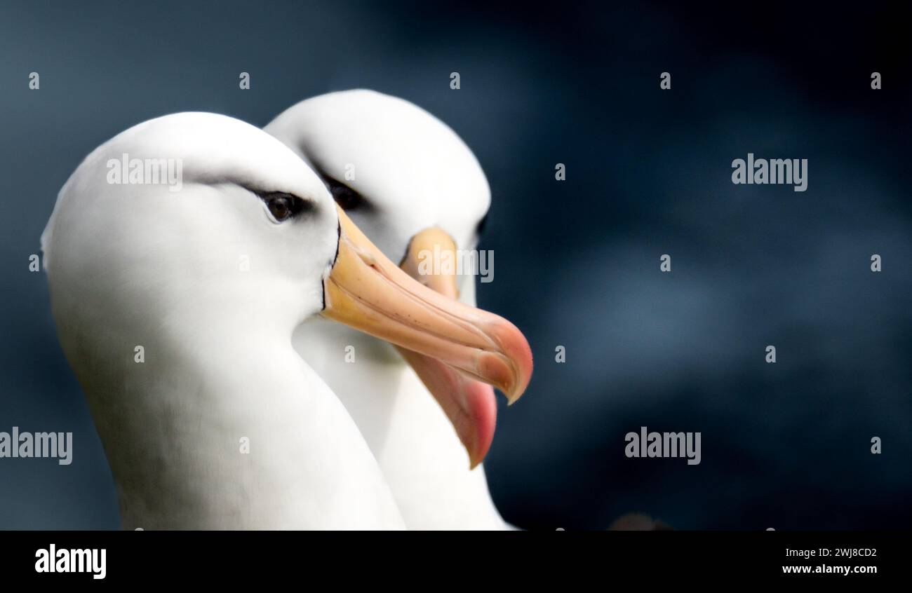 coppia di albatross con sopracciglia nera durante la stagione di corteggiamento Foto Stock
