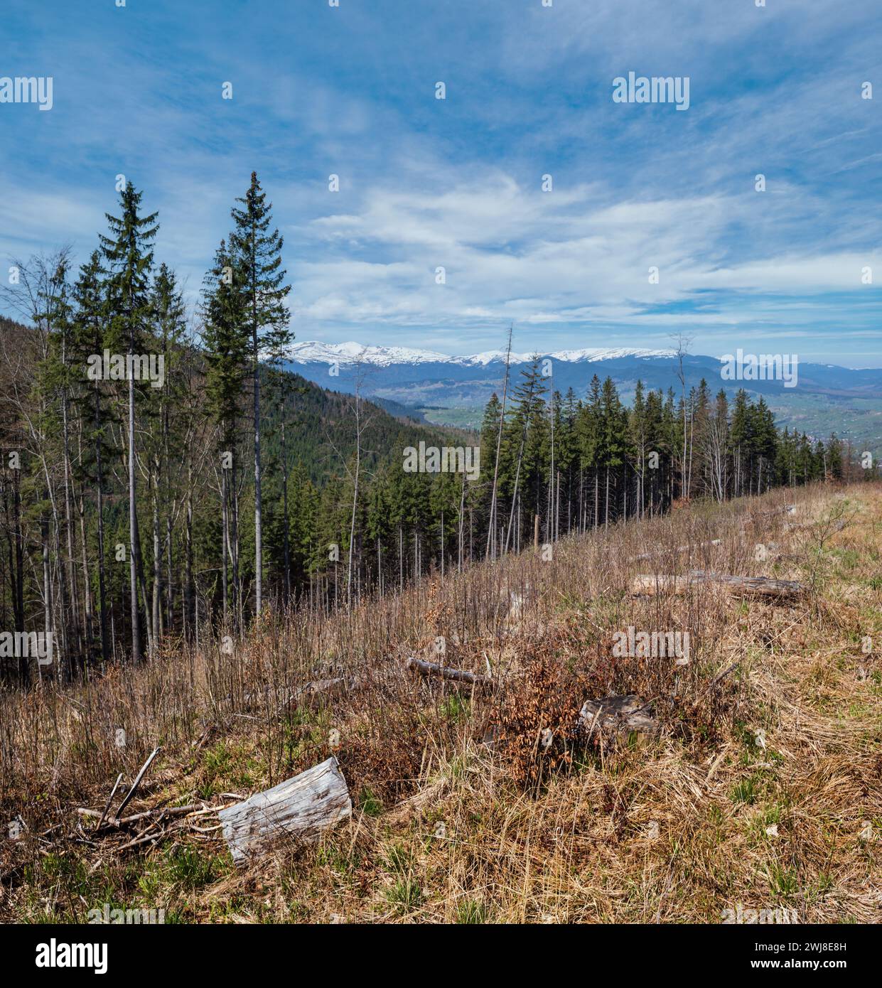 Primavera Carpazi vista montagne, Ucraina. Foto Stock