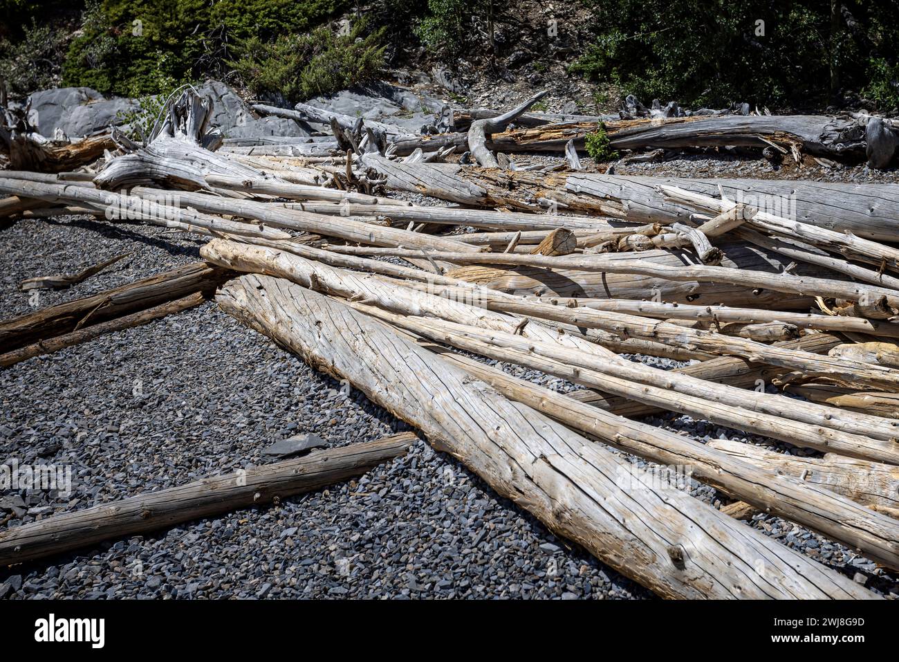 Grandi tronchi di alberi morti si riversavano sulle rive del lago Minnewanka, Banff National Park, Alberta, Canada Foto Stock