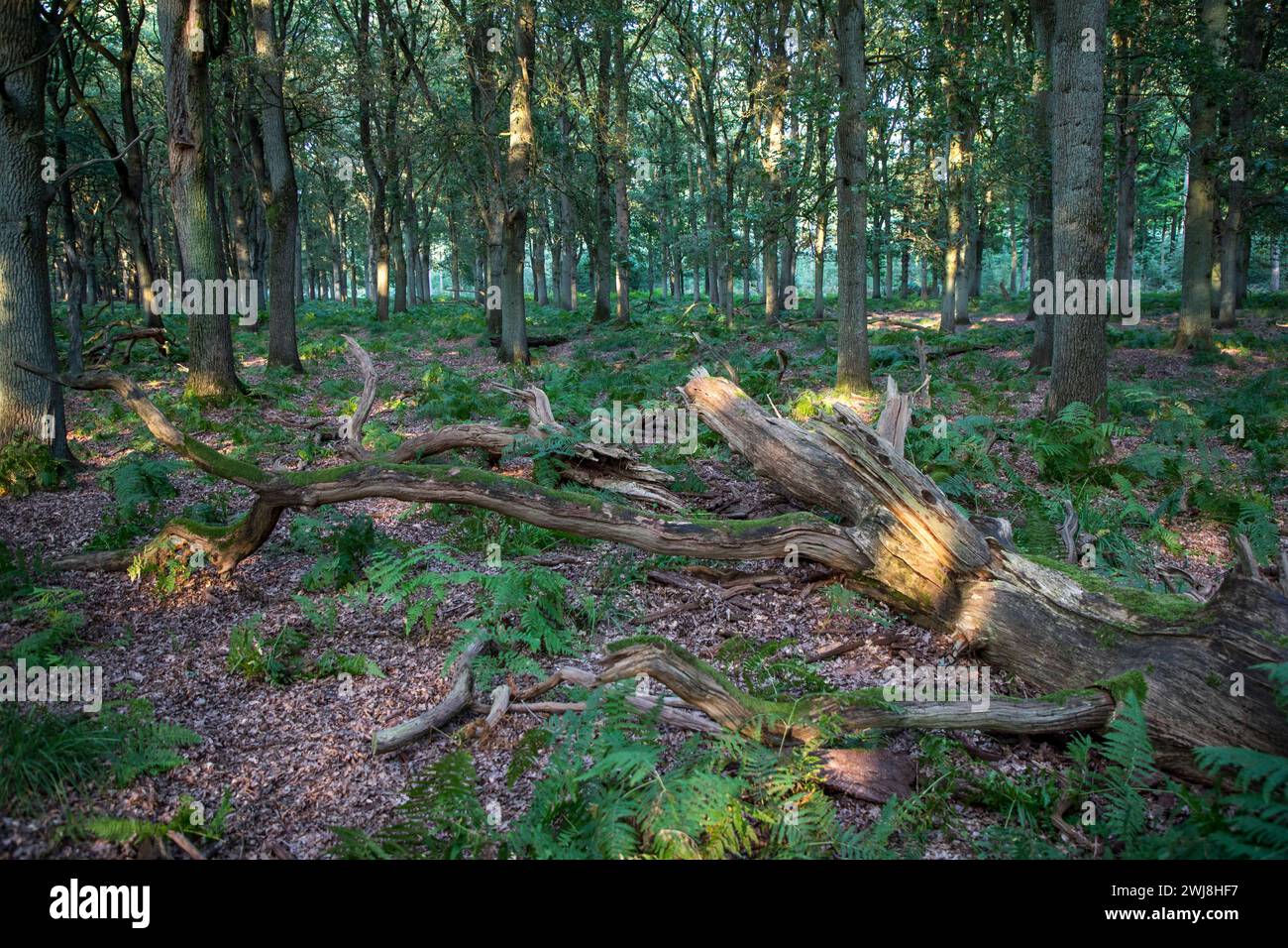 Diersfordter WaldDer Diersfordter Wald, nördlich von Wesel, Naturschutzgebiet, entstanden durch eiszeitliche Sanddünen, NRW, Naturpark Hohe Mark Westmünsterland, Diersforter Wald *** Diersfordter WaldThe Diersfordter Wald, a nord di Wesel, riserva naturale, formata da dune di sabbia glaciali, NRW, Parco naturale Hohe Mark Westmünsterland Wald, Diersfordter Wald, Diersfordter Wald, Diersfordter Wald Foto Stock