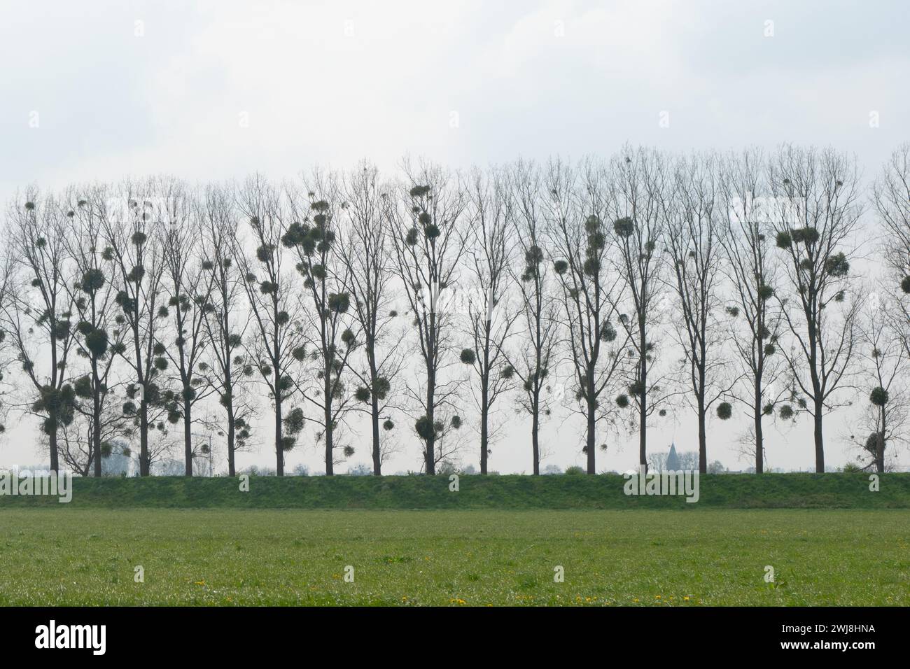 Mestlegni negli alberi in caduta nel Limburgo, Olanda Foto Stock