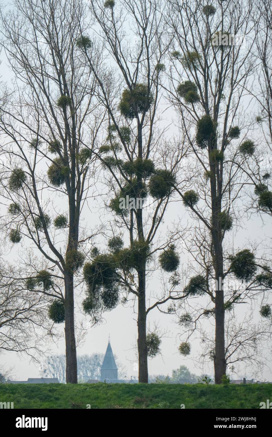 Mestlegni negli alberi in caduta nel Limburgo, Olanda Foto Stock