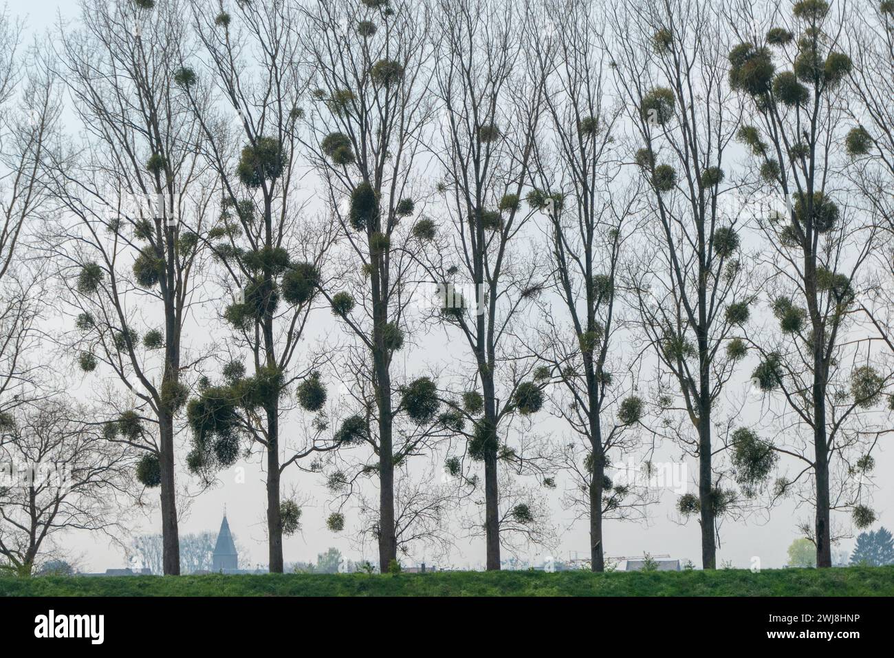 Mestlegni negli alberi in caduta nel Limburgo, Olanda Foto Stock