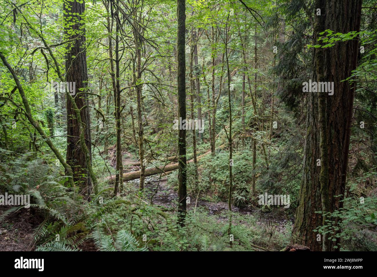 Balch Creek scorre attraverso Forest Park a Portland, Oregon. Foto Stock