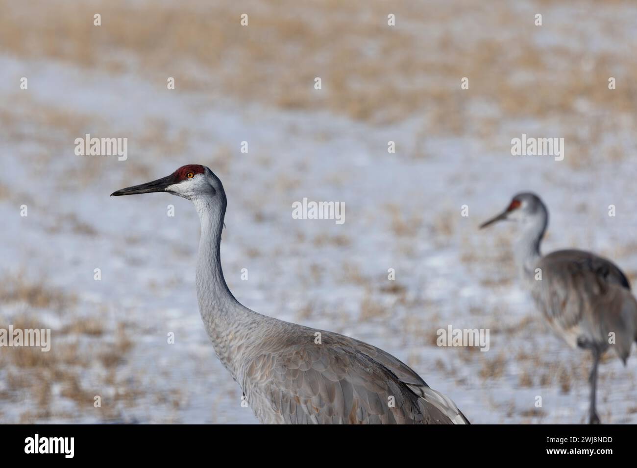 Immagine ambientale con focus selezionato sulla Sandhill Crane anteriore con campo invernale innevato alle spalle nel rifugio del New Mexico Foto Stock