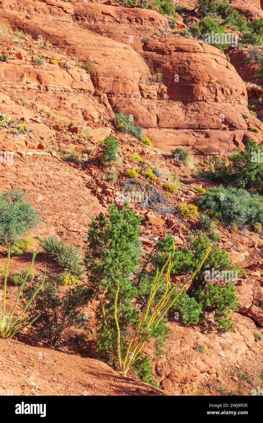 Ocotillo con foglie verdi alla Cappella della Santa Croce terreni a Sedona, Arizona. Foto Stock