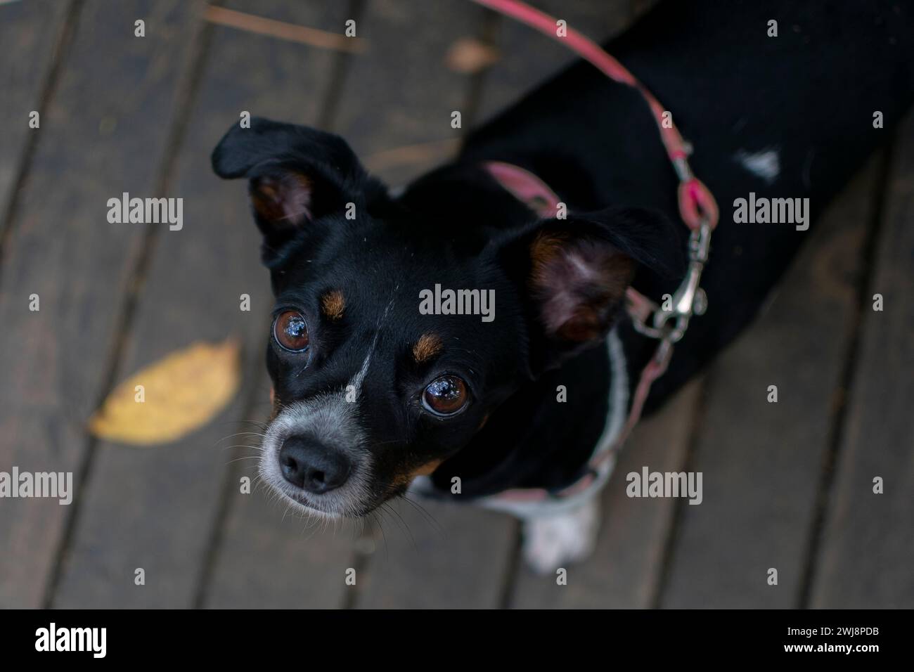 Ritratto cane, ritratto zenithal, cucciolo carino Foto Stock