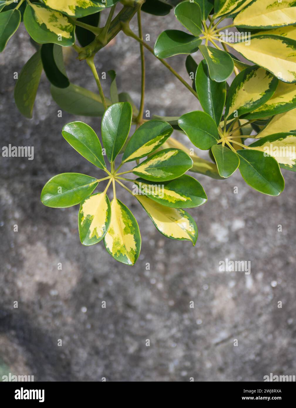 Pianta di Schefflera arboricola variegata con foglie baciate dal sole contro un muro di pietra Foto Stock