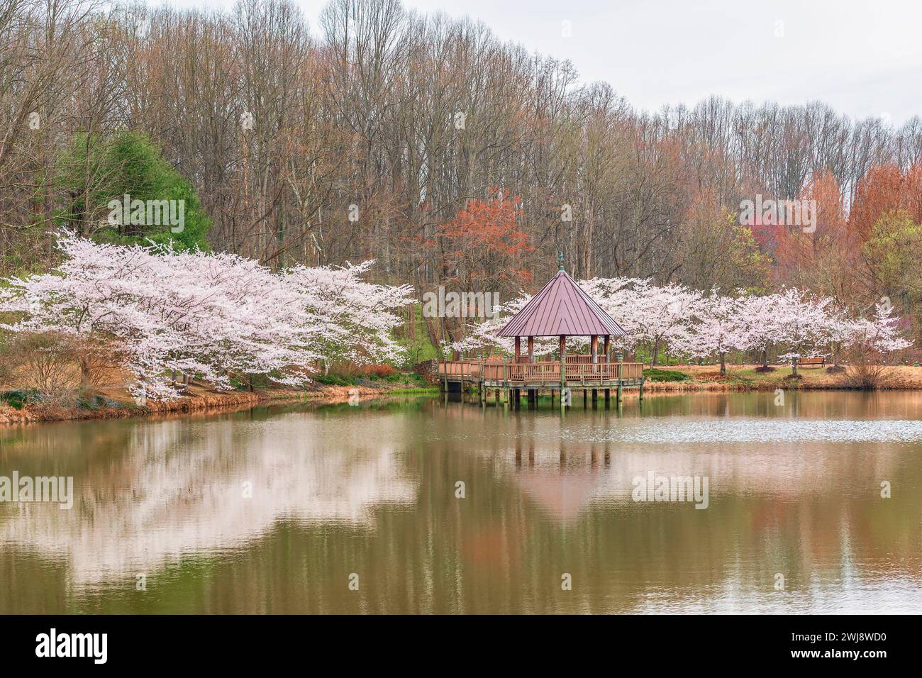 Vienna, Virginia, Stati Uniti - 07.31.2018 - fioritura dei ciliegi ai giardini botanici di Meadowlark. Padiglione sul laghetto Foto Stock