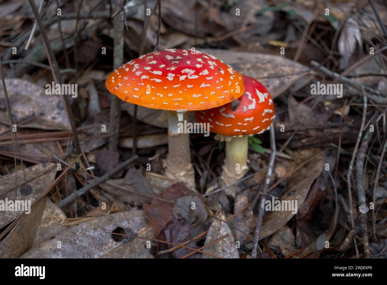 Un paio di funghi maculati bianchi, Amanita muscaria, riconosciuti anche come mosca agarica o mosca amanita. Foto Stock