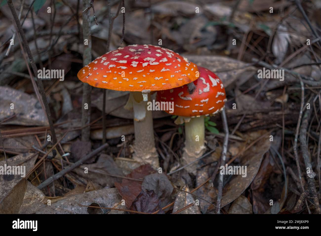 Un paio di funghi maculati bianchi, Amanita muscaria, riconosciuti anche come mosca agarica o mosca amanita, Foto Stock