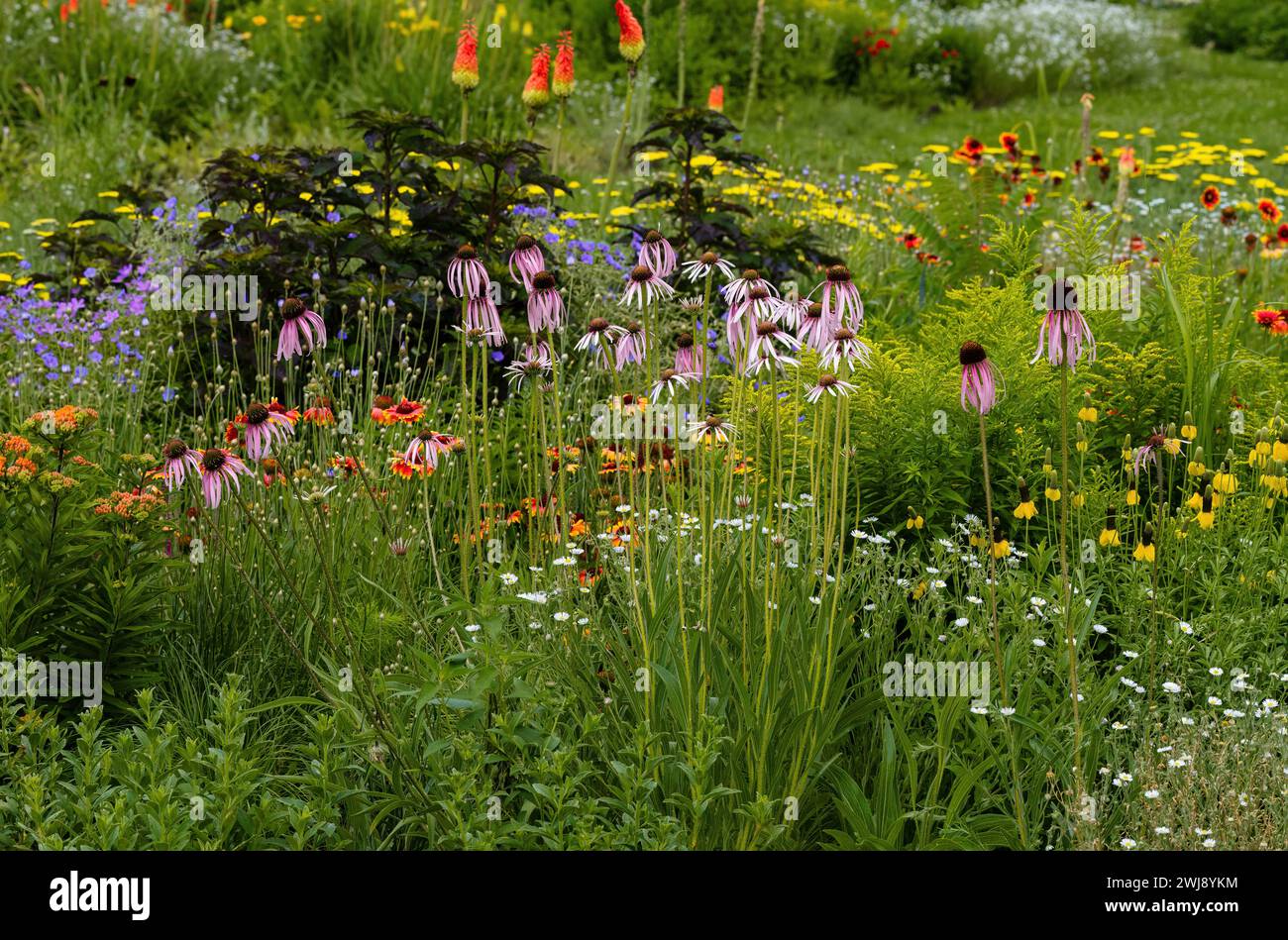 Un giardino xeriscape con un'ampia varietà di piante resistenti alla siccità, tra cui Echinacea, Coneflower, Gaillardia, Geranium, piante da poker e molto altro ancora. Foto Stock