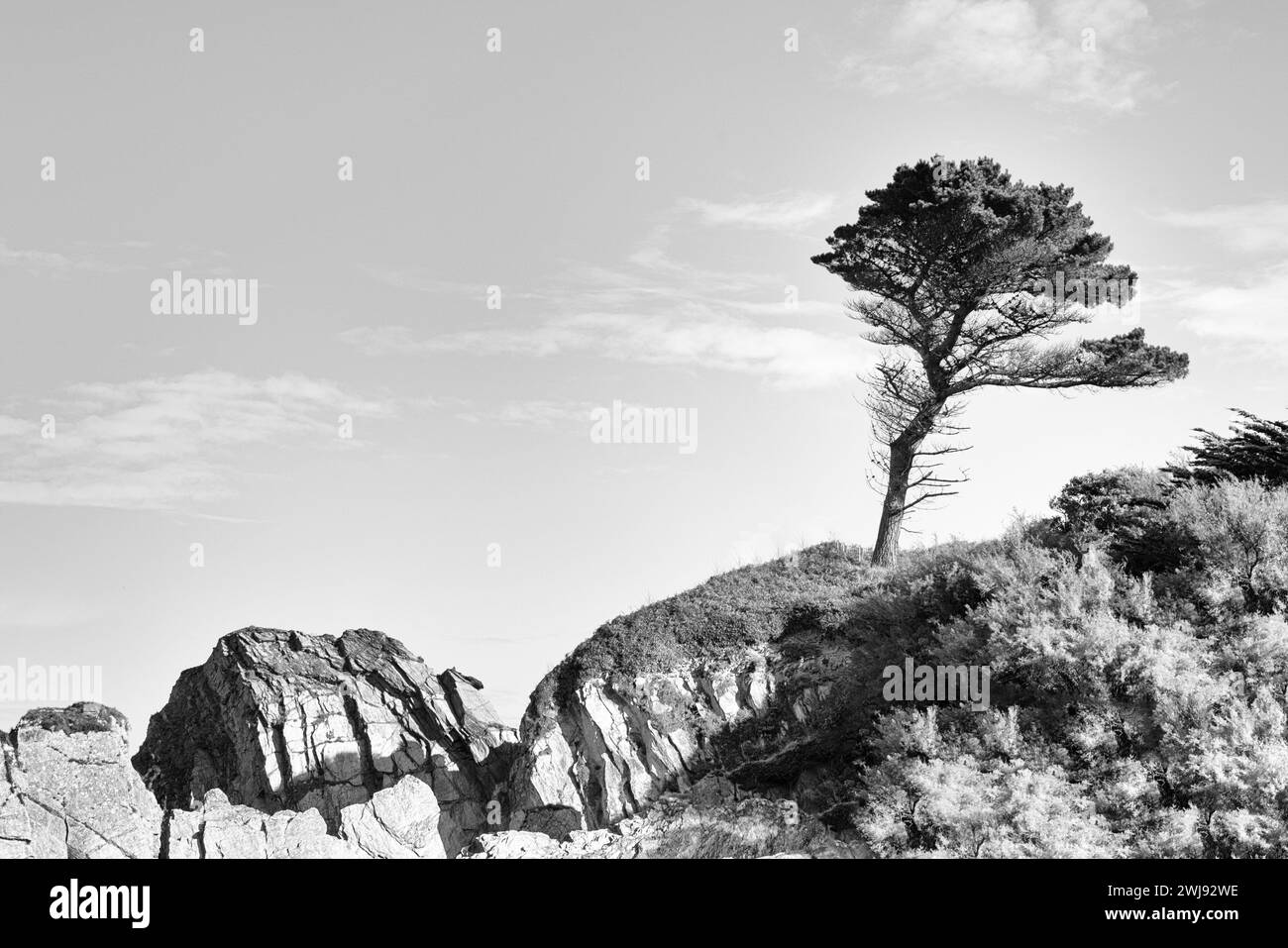 Albero piegato dal vento in cima alla collina Foto Stock