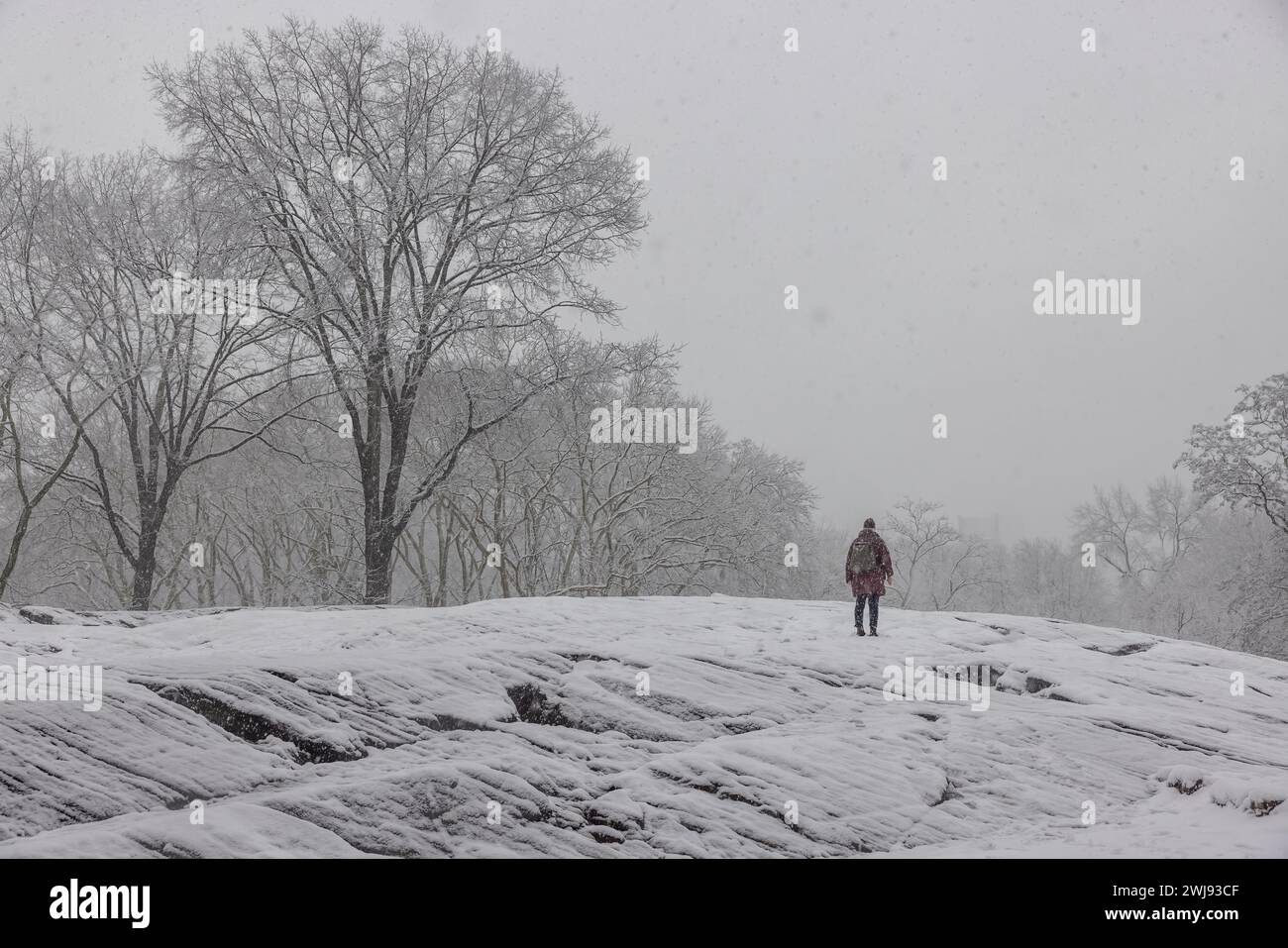 NEW YORK, N.Y. – 13 febbraio 2024: Una persona viene vista nel Central Park di Manhattan durante una tempesta invernale. Foto Stock
