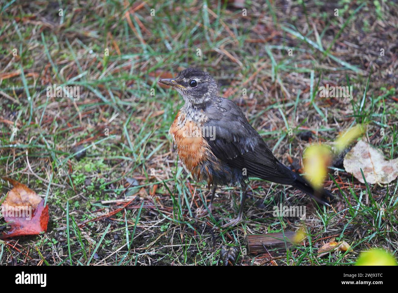 Robin americano bagnato in piedi nell'erba Foto Stock