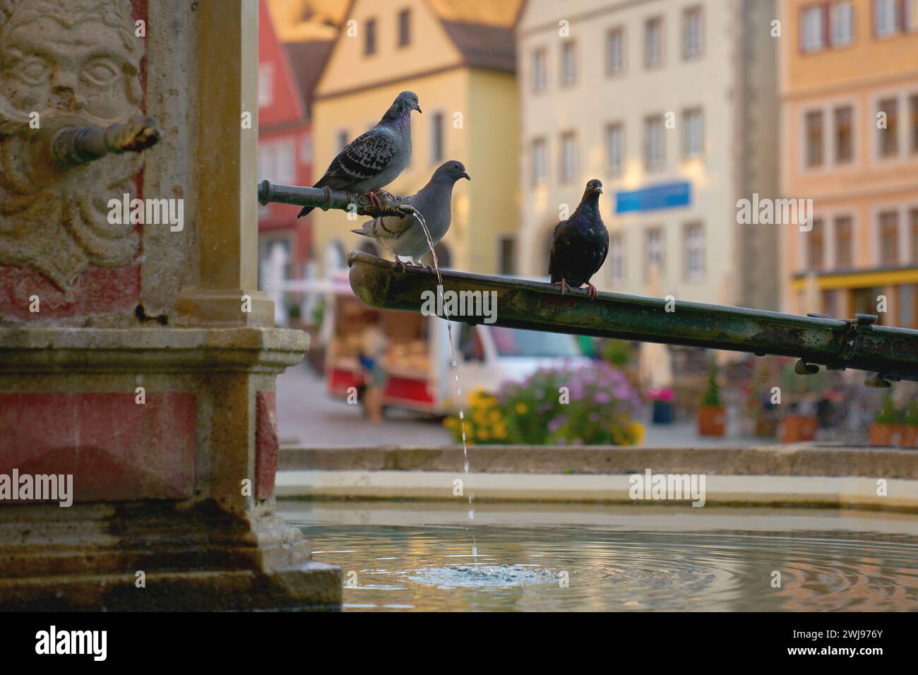 Piccioni sulla piazza del mercato Fontana Rothenburg ob der Tauber Germania. I piccioni si trovano sulla fontana della piazza del mercato a Rothenburg ob der Tauber Foto Stock