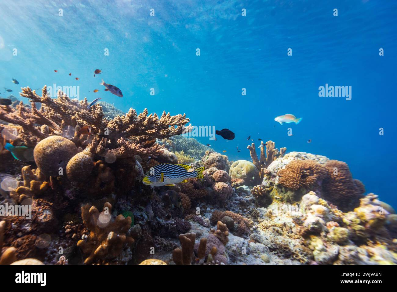 Paesaggio sano della barriera corallina con vari coralli duri Foto Stock
