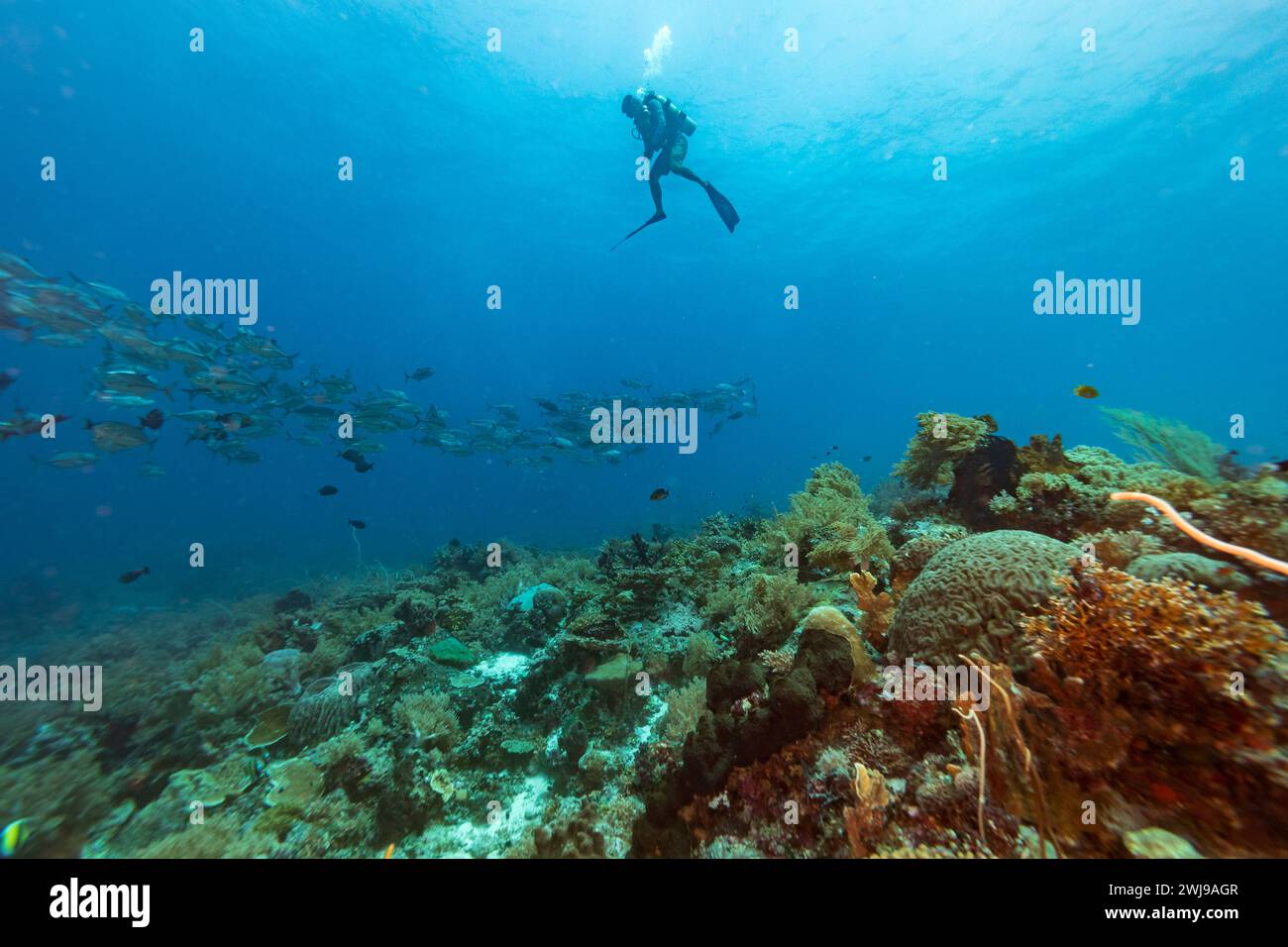 La scuola di pesci passa davanti a un subacqueo che esplora il paesaggio di una barriera corallina nelle acque blu tropicali Foto Stock