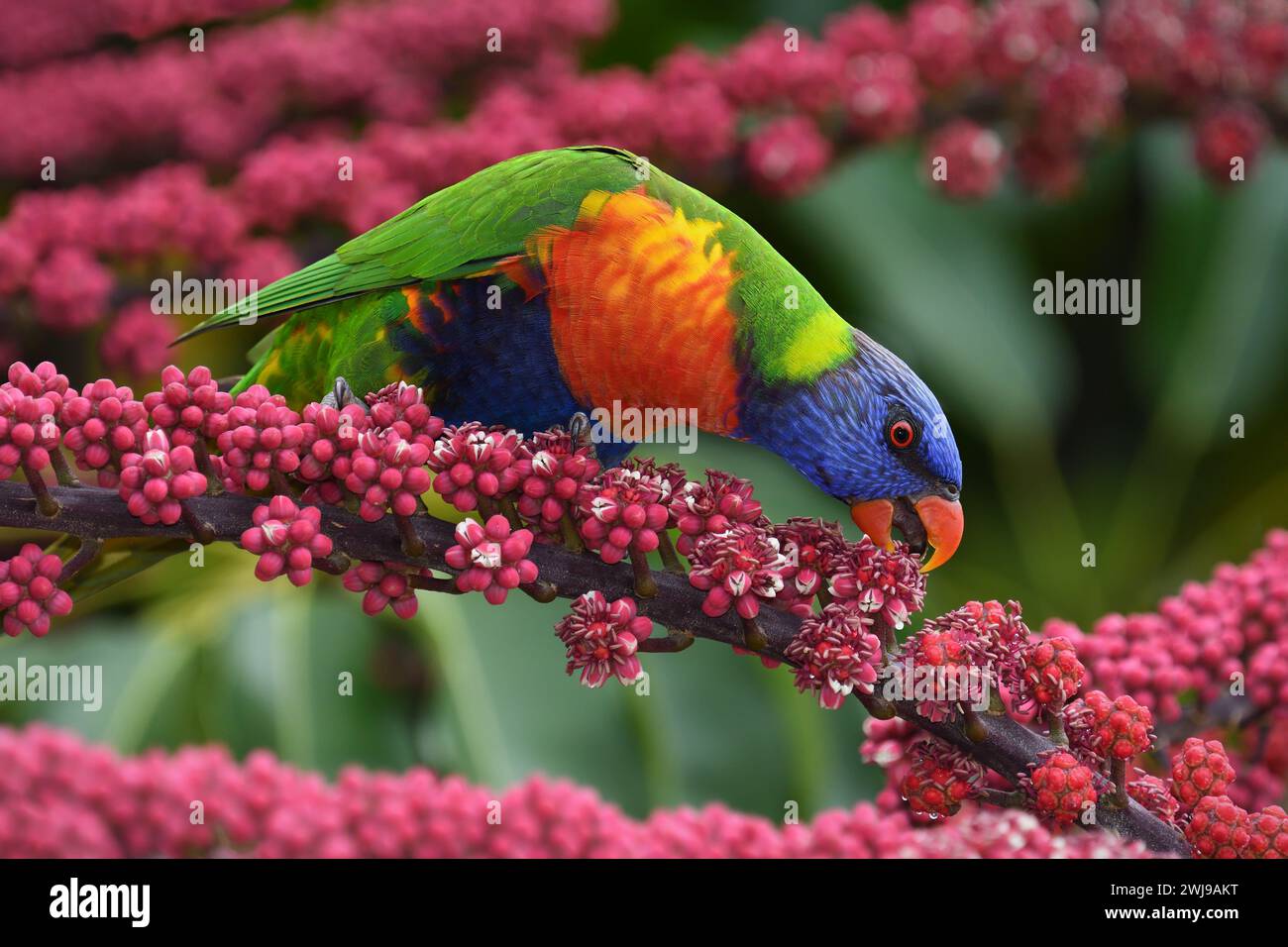 Un adulto australiano Rainbow Lorikeet - Trichoglossus moluccanus - uccello arroccato, che si nutre di vivaci bacche di alberi rossi in una luce soffusa e ricoperta Foto Stock