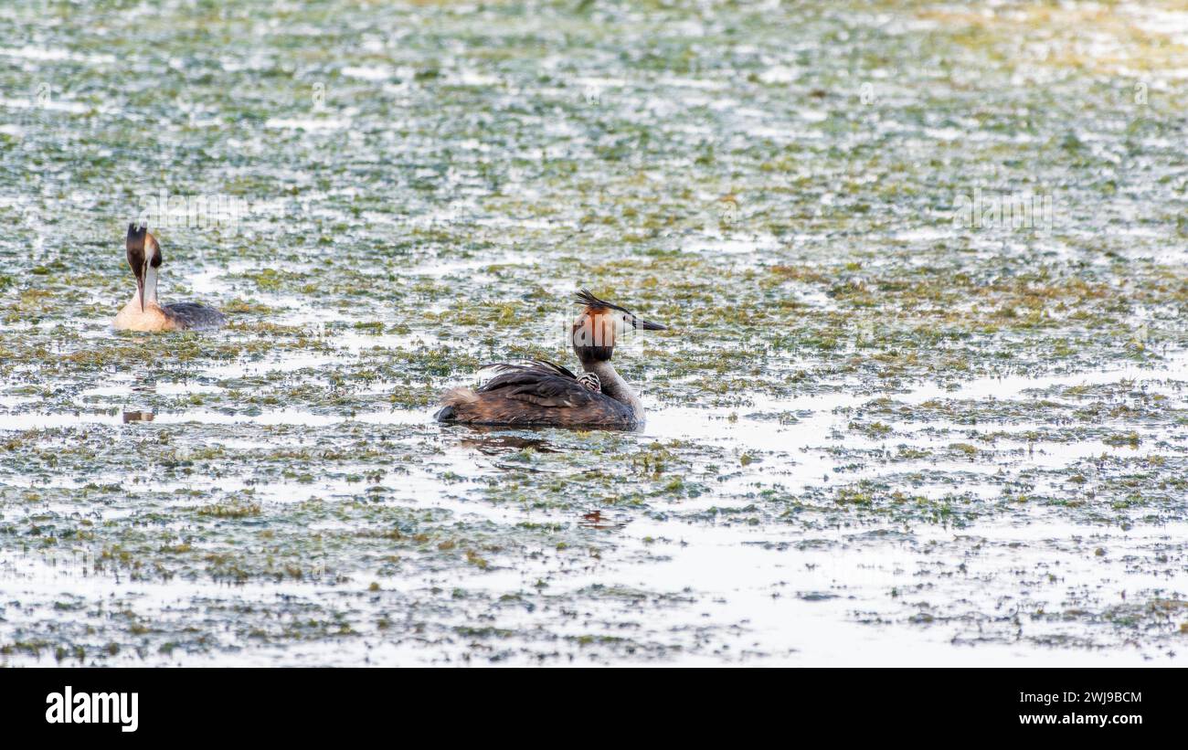 L'uccello d'acqua Great crested Grebe nuotare nel lago, e i suoi bambini carini a cavallo sulla sua schiena. Il grande grebe scricchiolito, Podiceps cristatus, è un mem Foto Stock