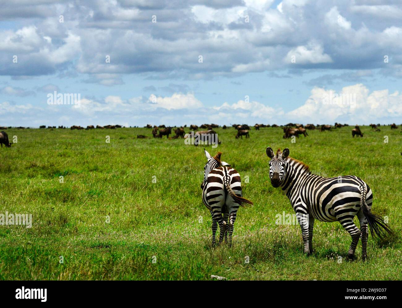Zebre nel Parco Nazionale del Serengeti in Tanzania. Foto Stock