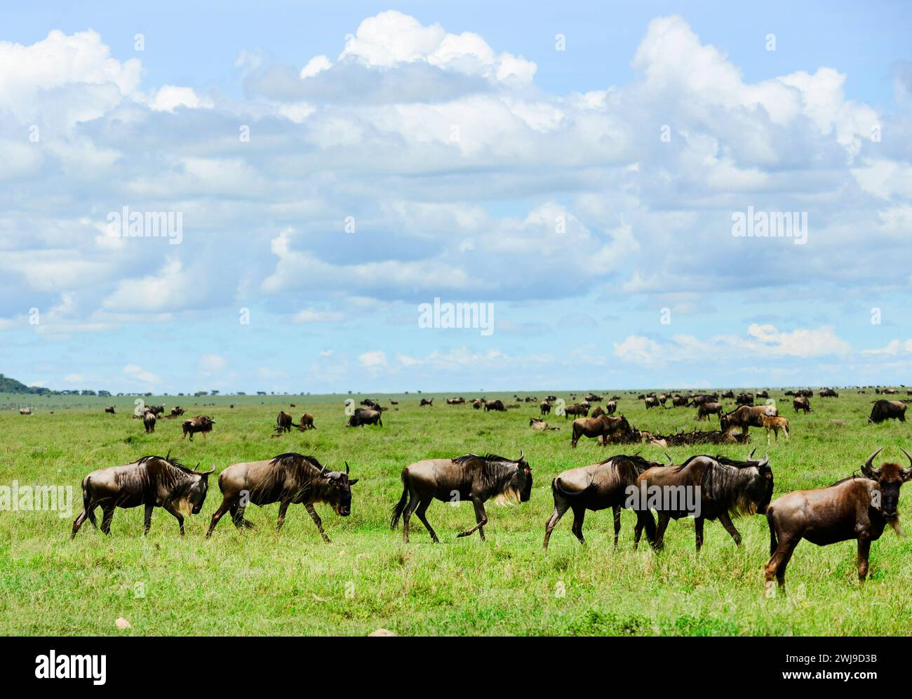 GNU e Zebre nel Parco Nazionale del Serengeti in Tanzania. Foto Stock