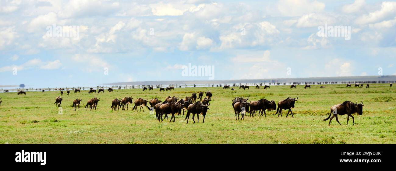 GNU e Zebre nel Parco Nazionale del Serengeti in Tanzania. Foto Stock