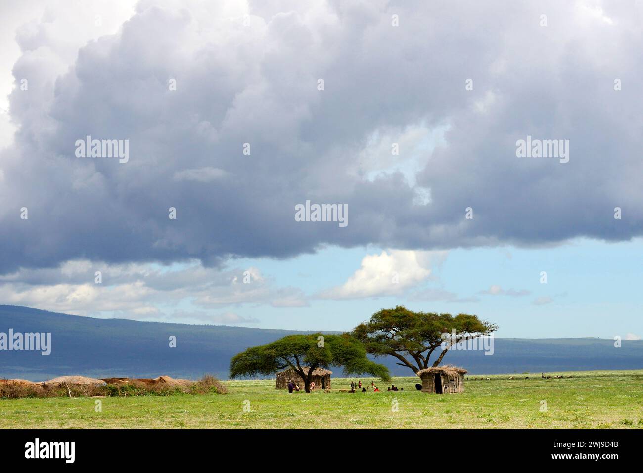 Alberi di acacia nel Serengeti, Tanzania. Foto Stock