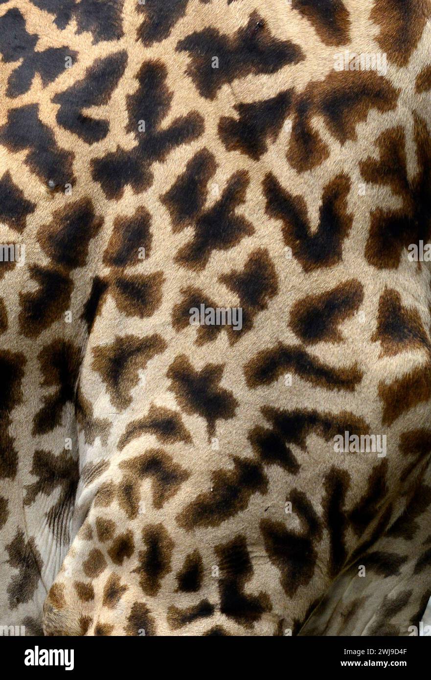 Motivi di pelle di giraffa.Parco nazionale del Serengeti in Tanzania. Foto Stock