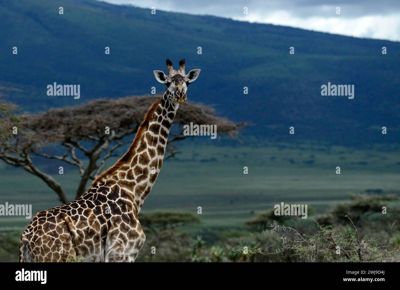 Curiose giraffe nel parco nazionale del Serengeti in Tanzania. Foto Stock