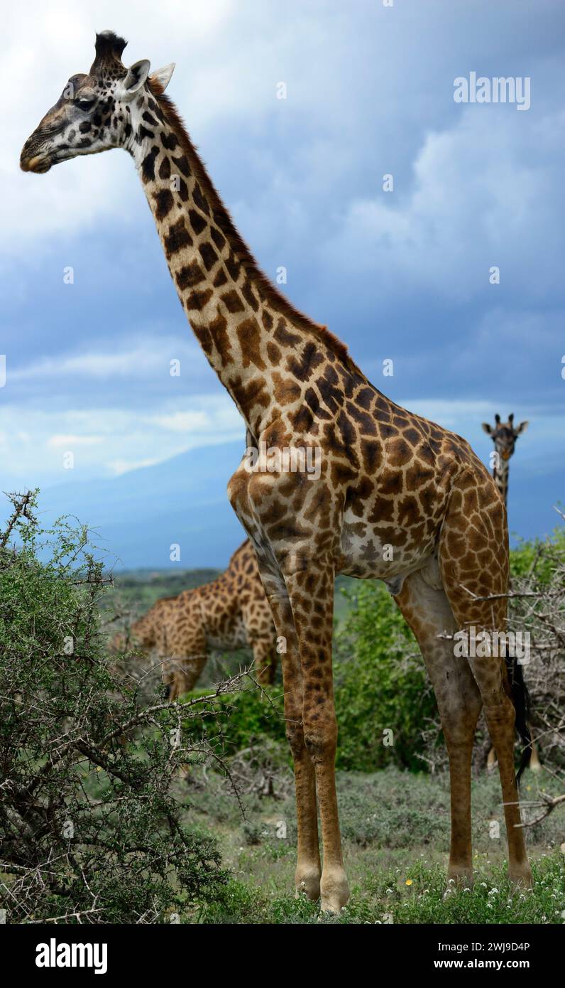 Curiose giraffe nel parco nazionale del Serengeti in Tanzania. Foto Stock