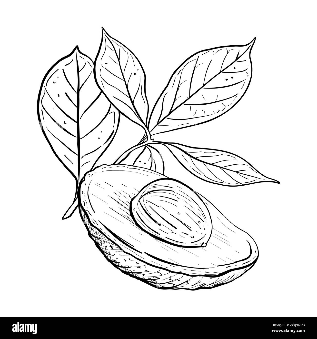 Illustrazione vettoriale delle metà foglie di avocado. Avocado semi di ramificazione dell'albero da frutto. Disegno grafico contorno nero. Contorno della linea di inchiostro del fogliame tropicale. Vegetariano Illustrazione Vettoriale