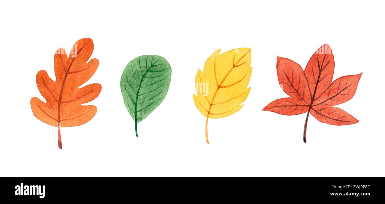 Set di foglie acquerello. Illustrazione autunnale disegnata a mano, isolata su sfondo bianco Foto Stock