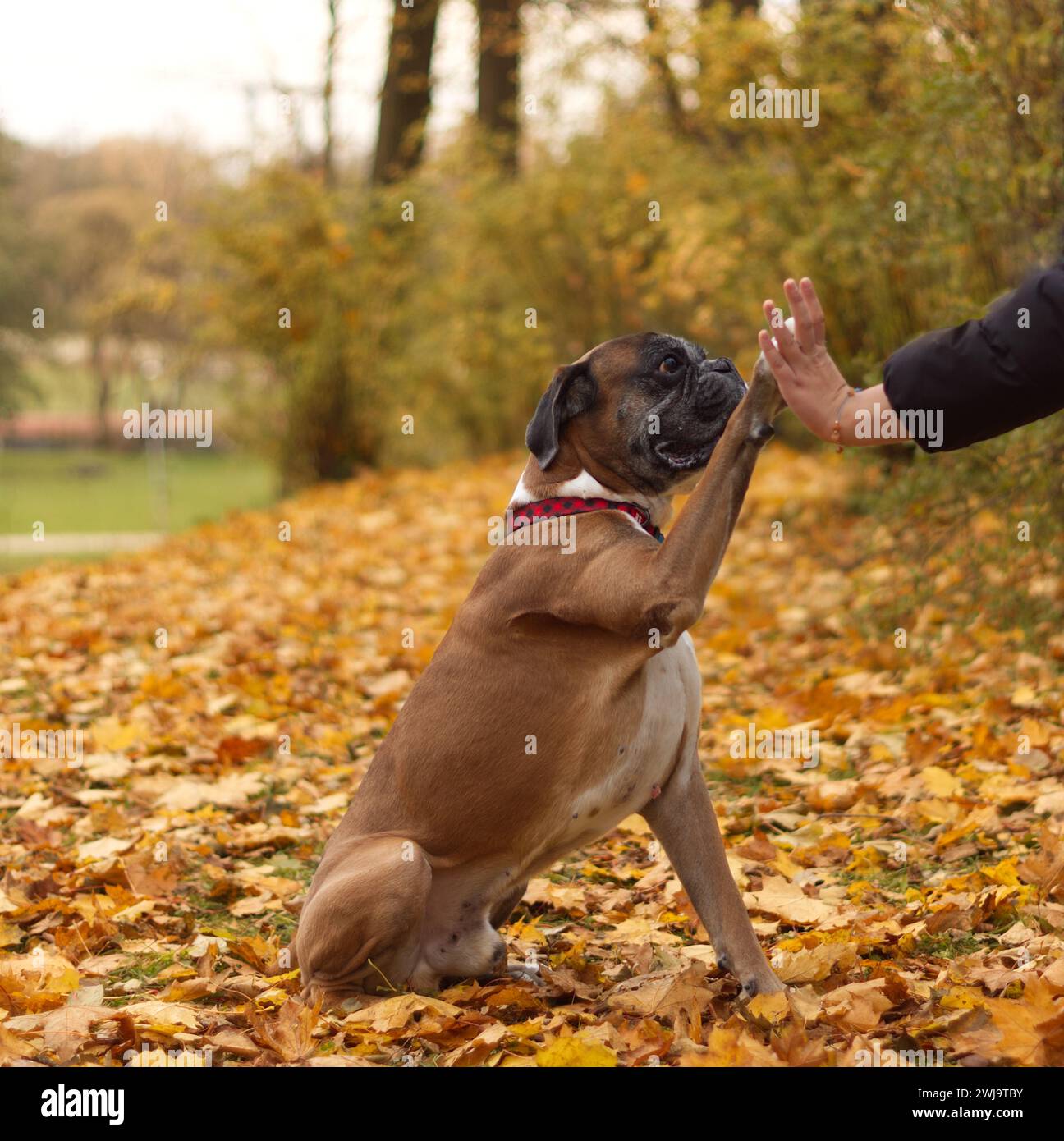 La mano di una persona tiene la zampa di un cane pugile in foglie autunnali. Foto Stock