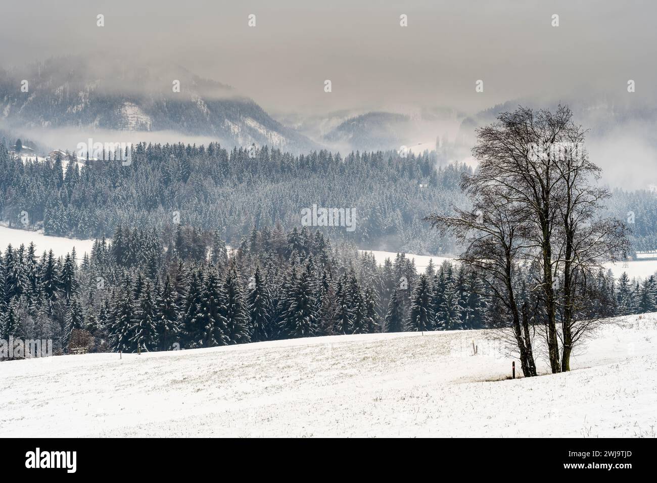 Paesaggio invernale panoramico, Niederdorf-Villabassa, alto Adige, Italia Foto Stock