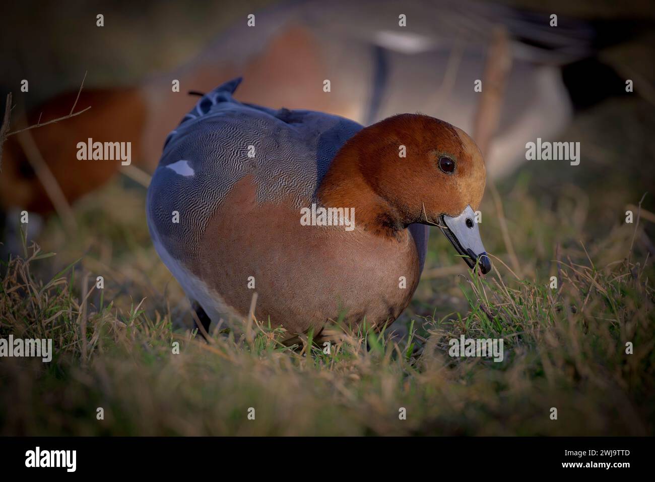 Un gruppo di Wigeon Anas penelope si aggira sulle zone umide della RSPB Frampton Marsh, Lincolnshire, Regno Unito Foto Stock