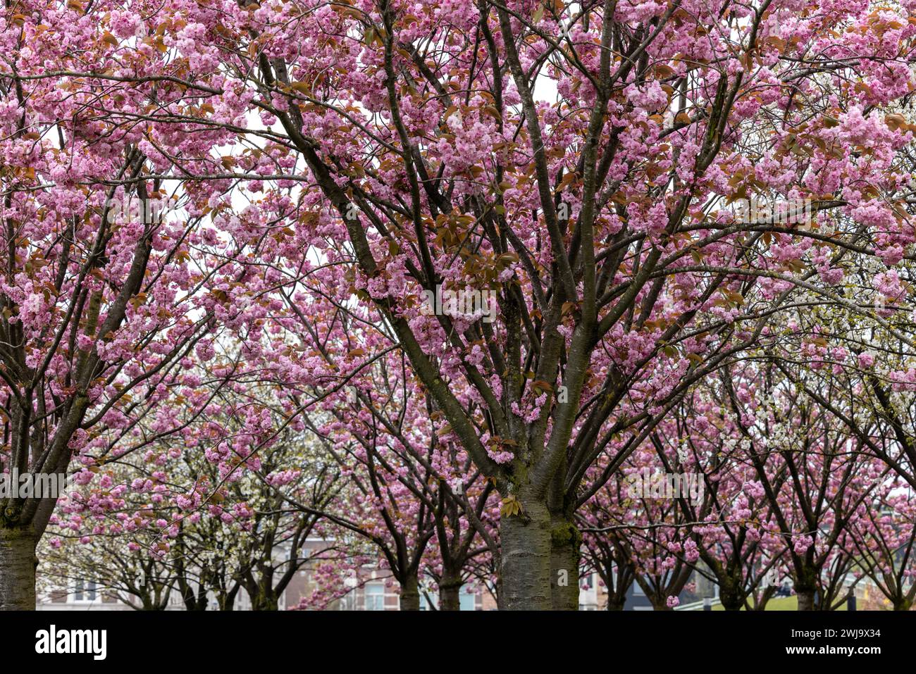 Giardino con alberi in fiore ispirati a Van Gogh presso il museo Van Gogh e il Rijksmuseum in un giorno primaverile. Amsterdam, Paesi Bassi Foto Stock