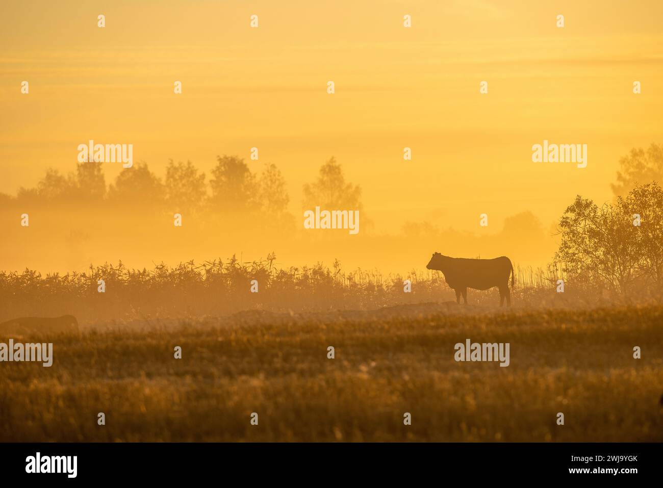 Mattina nebbiosa in autunno con una mucca di profilo nella riserva naturale di Kvismaren, Närke, Svezia Foto Stock