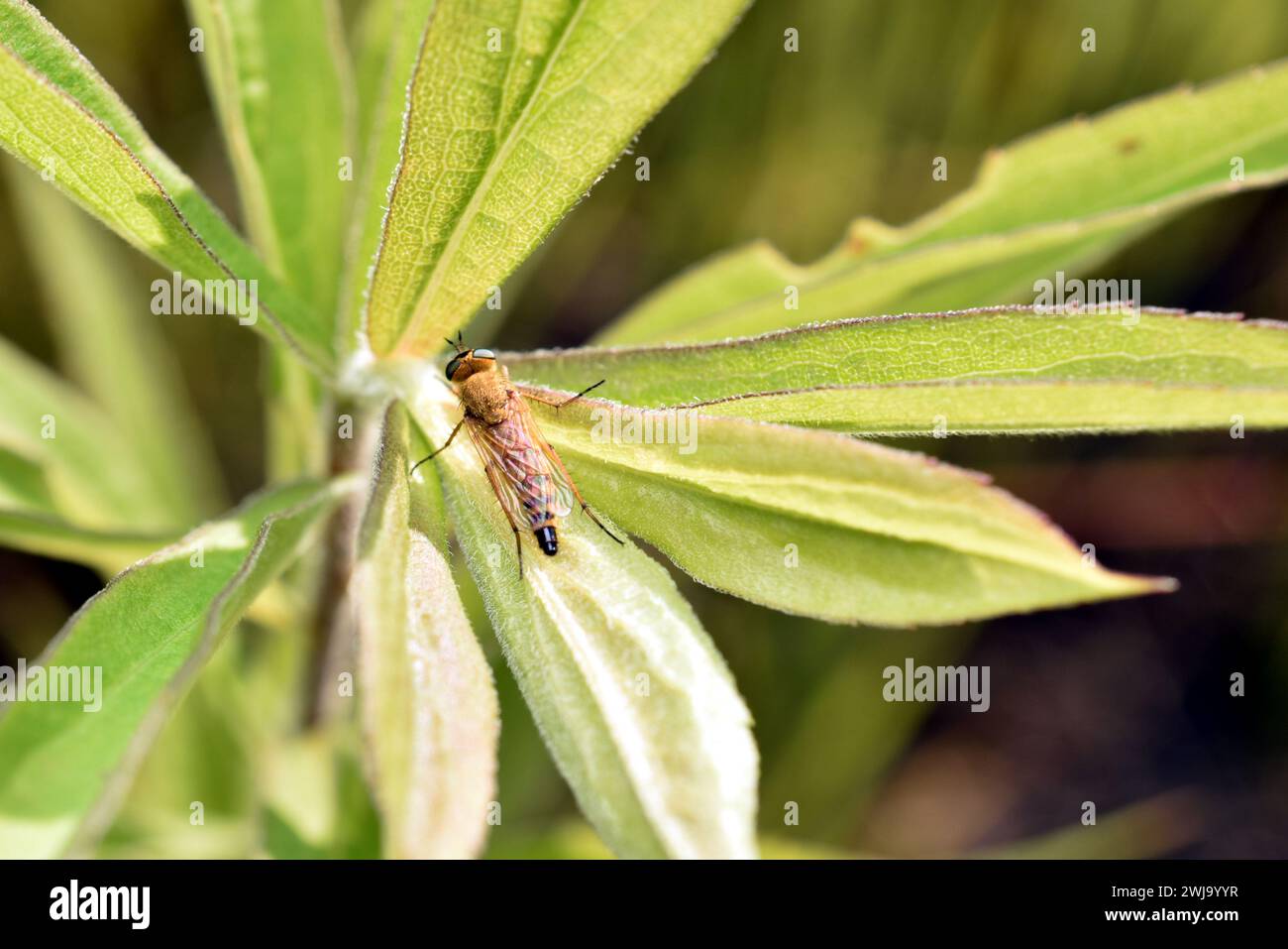 Snipe, una mosca gialla con un addome allungato. Un predatore, si nutre di piccoli insetti, ma non importa bere nettare. Foto Stock
