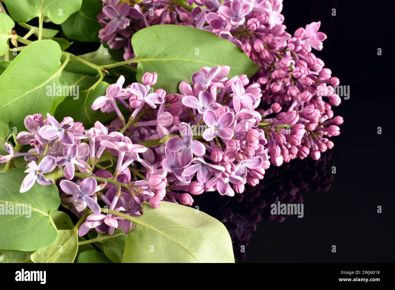 Su sfondo nero, un ramo lilla con ammassi di fiori e foglie verdi. Foto Stock